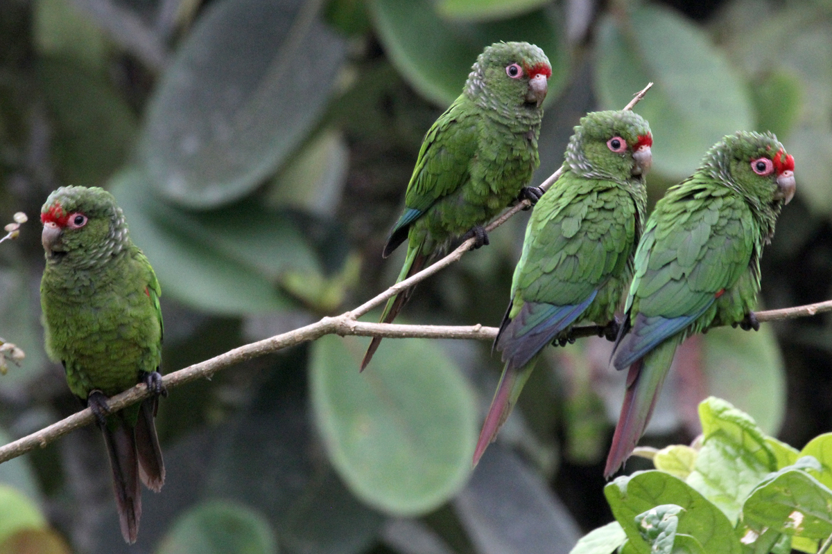 Acerca de la Reserva Buenaventura